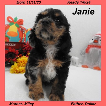 puppy, for, sale, Cocker Spaniel, Joe & Cherri  Overlease, dog, breeder, Miller, MO, dog-breeder, puppy-for-sale, forsale, nearby, find, puppyfind, locator, puppylocator, aca